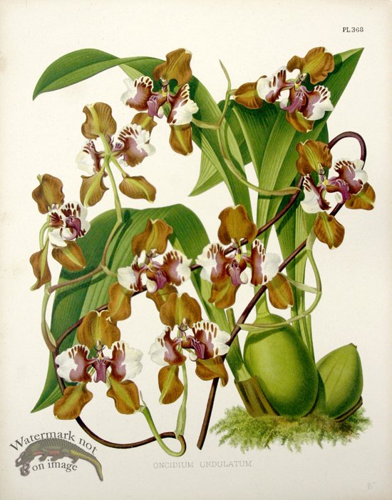 Linden Orchids 08