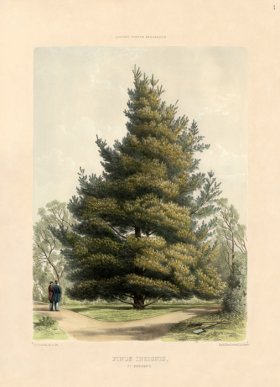 Monterey Pine at Osborne