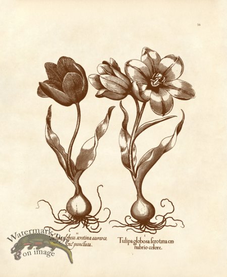 (image for) Besler 16 Tulips