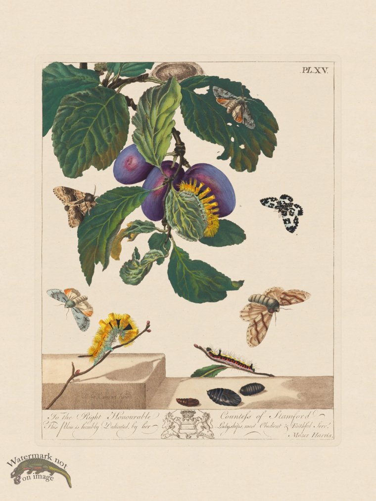 (image for) Moses Harris Insects 15