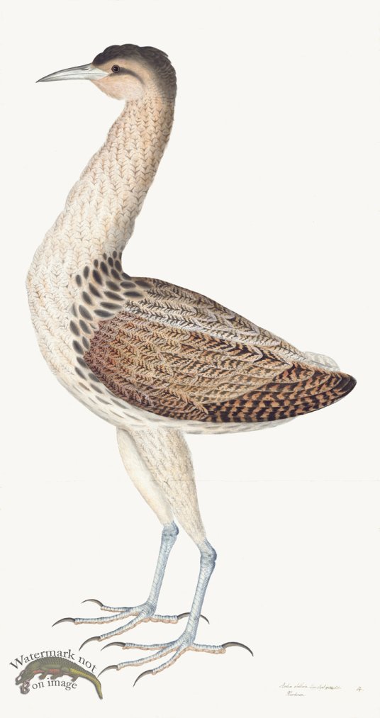 (image for) Rudbeck 004 Bittern 18x34