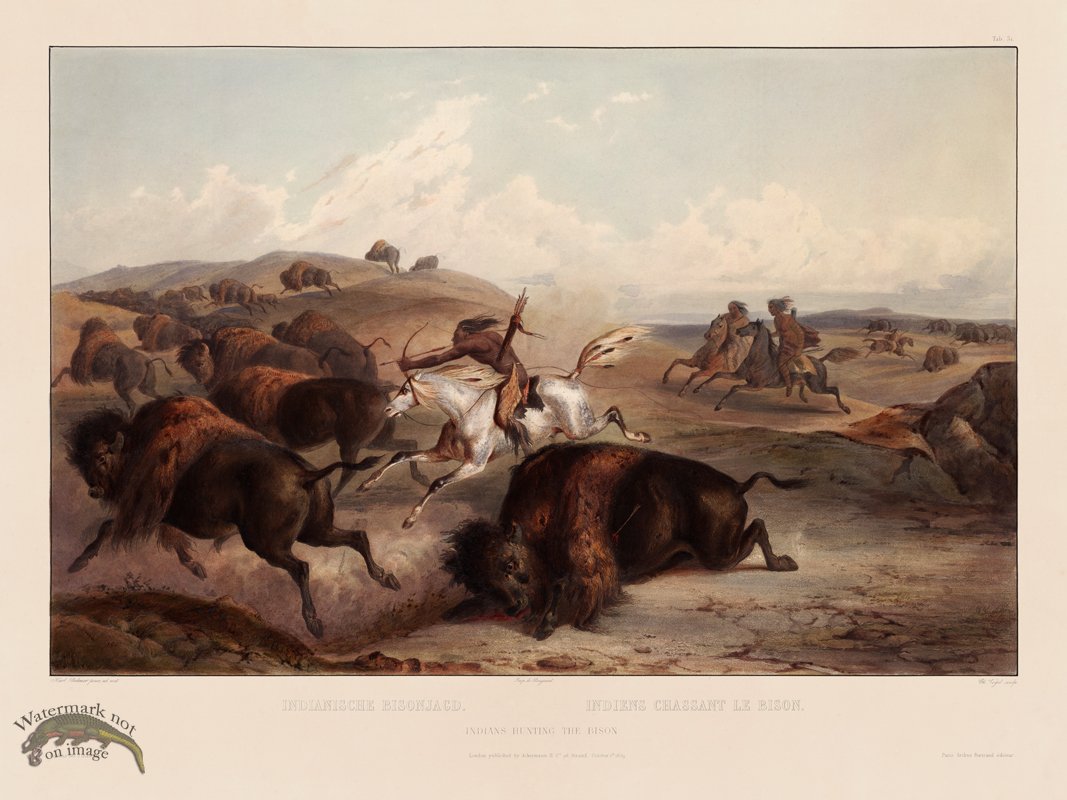 (image for) 31 Hunting Buffalo