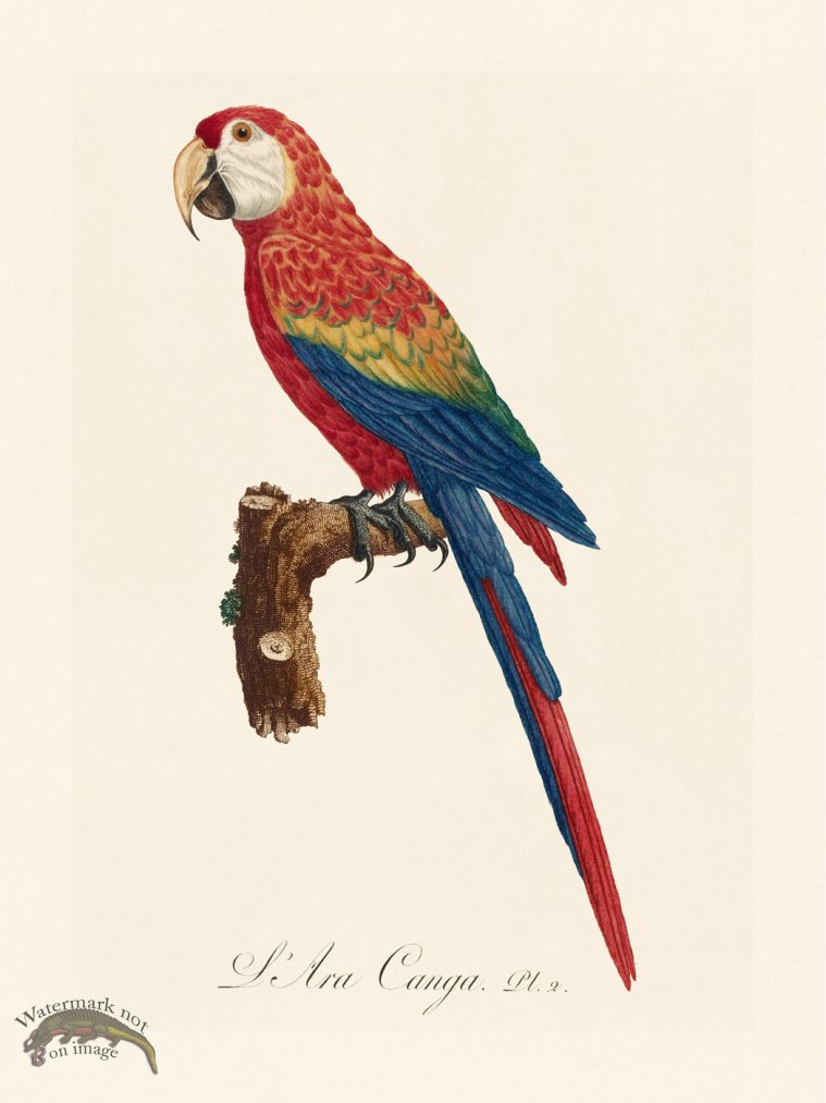 (image for) Barraband Parrot 002