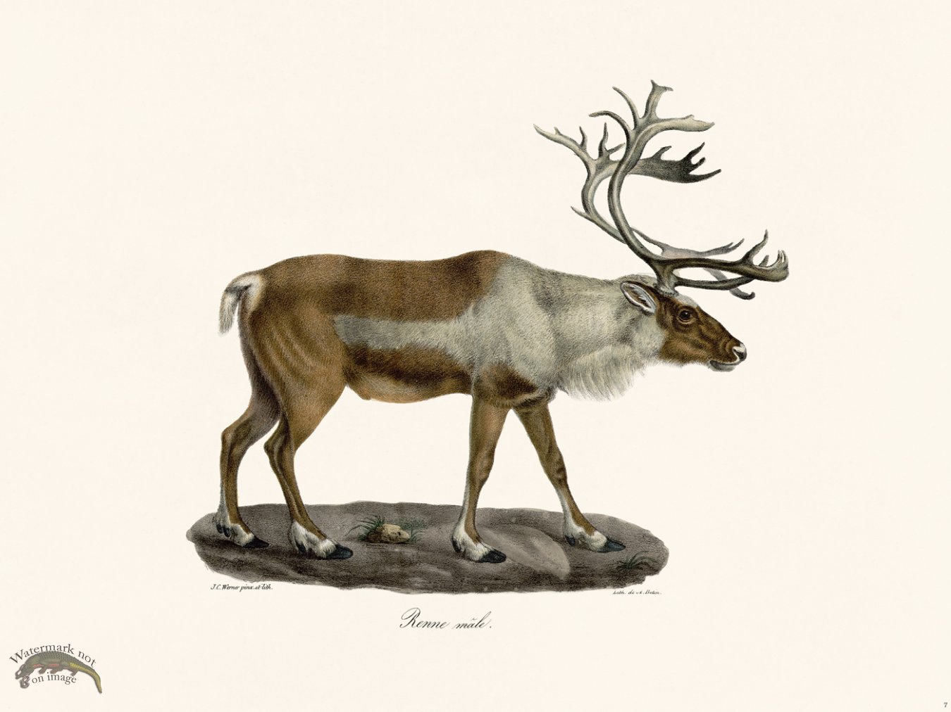 (image for) Cuvier 007 Male Reindeer