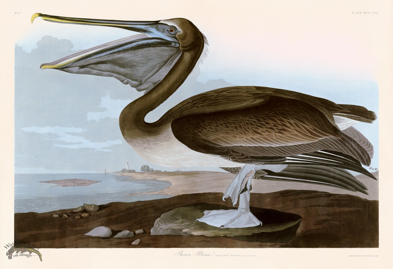 (image for) 421 Brown Pelican