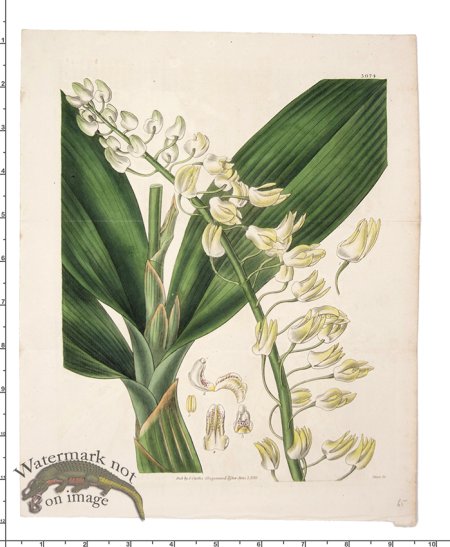 (image for) Curtis Botanical 042