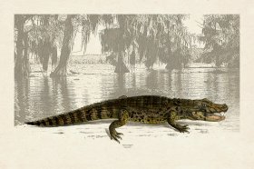 American Alligator