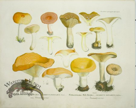 (image for) Mushroom Atlas 26