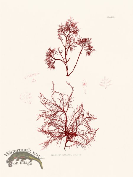 (image for) Bradbury Seaweed 059