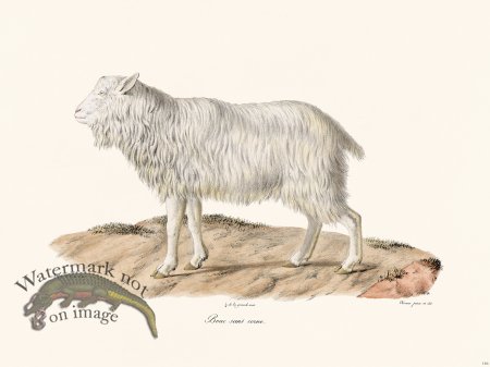 (image for) Cuvier 146 Goat Without Horn