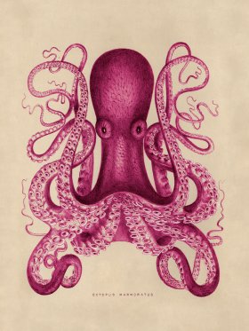 Octopus Pink 01