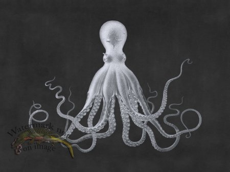 (image for) Savigny Octopus Gray