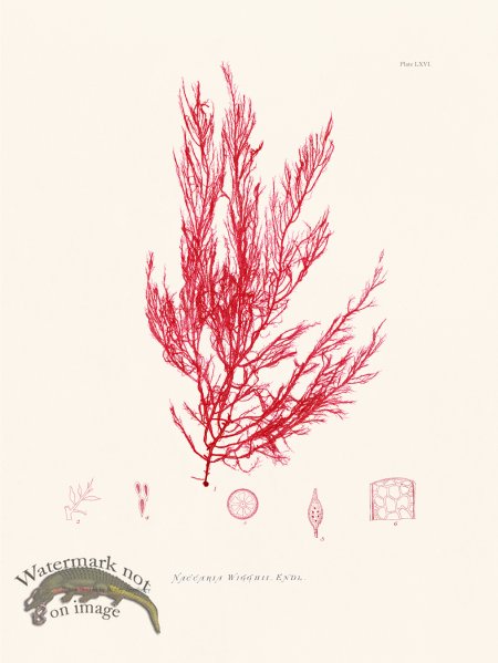 (image for) Bradbury Seaweed 066