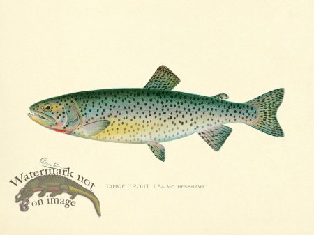 (image for) Trout Tahoe