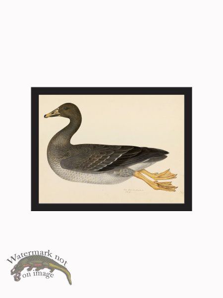 (image for) Rudbeck CFA_BF 21 GREYLAG GOOSE