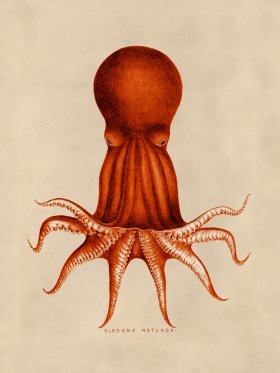 Octopus Orange 08