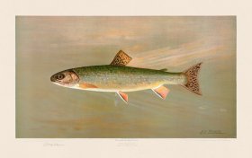 Brook Trout