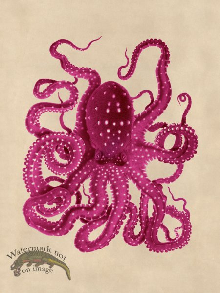 (image for) Octopus Pink 26