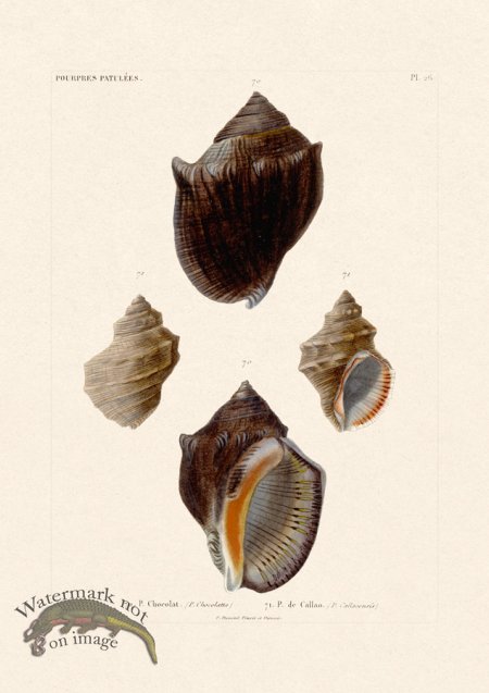 (image for) French Shell 026