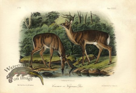 (image for) Common or Virginian Deer