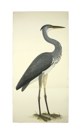 GREY HERON . PL 3