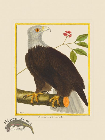 (image for) Martinet Bird 411