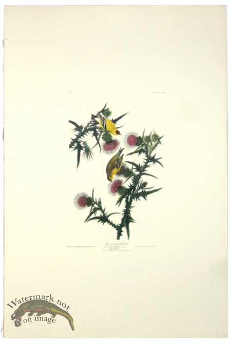 (image for) American Goldfinch