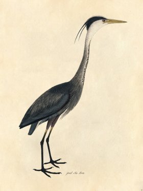 Great Blue Heron - Tribute Bd 01