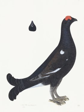 Rudbeck 019 BLACK GROUSE 18x24