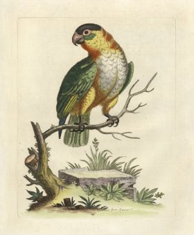 (image for) Edwards Parrot 08.jpg