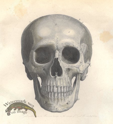 (image for) 1870s Skull