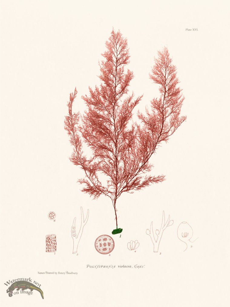 (image for) Bradbury Seaweed 016