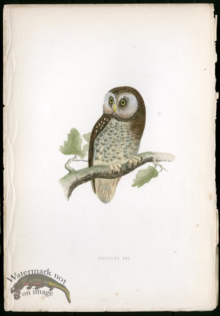 (image for) Tengmalm's Owl