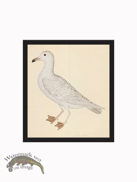 (image for) Rudbeck CFA_BF 25 WHITE GULL