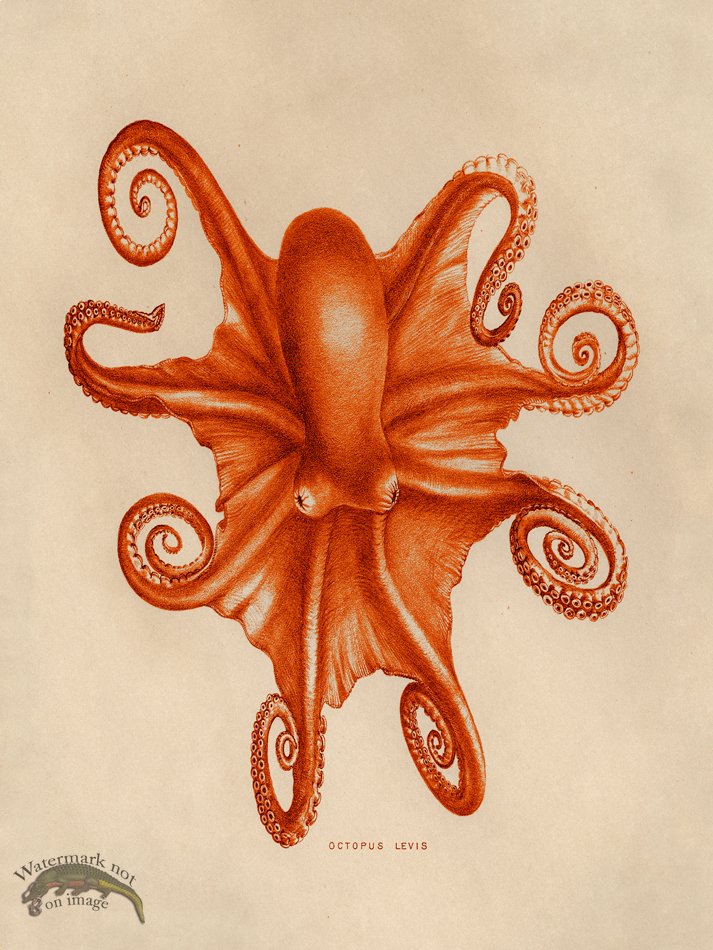 (image for) Octopus Orange 03