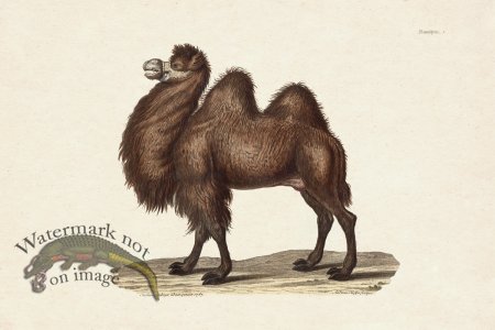 (image for) FNH 04 Camel