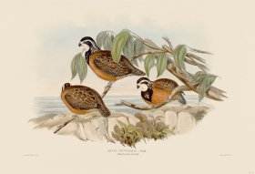 05 Black breasted partridge