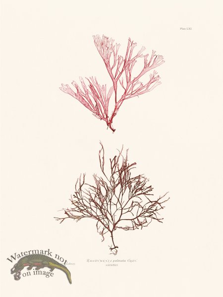 (image for) Bradbury Seaweed 061