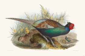 Gould Game Bird 009