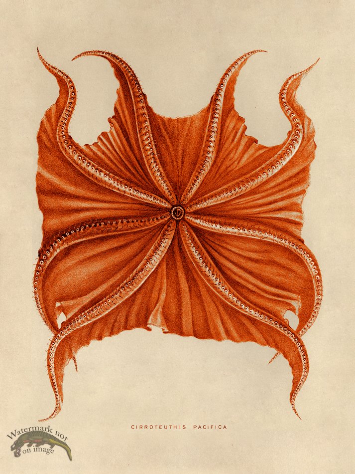 (image for) Octopus Orange 06