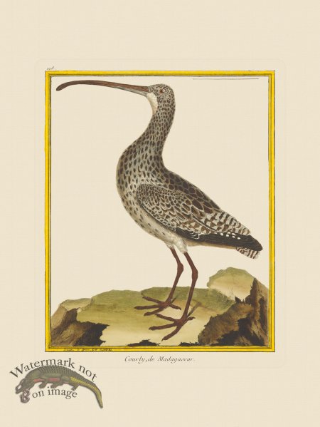 (image for) Martinet Bird 198