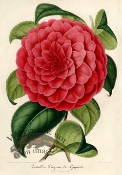 (image for) Camellias