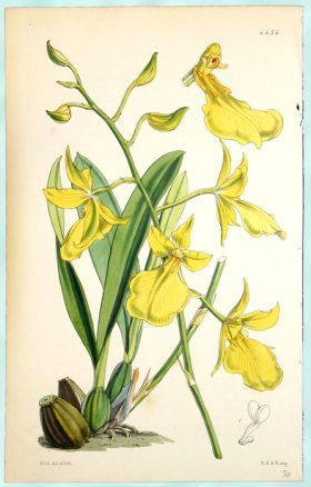 (image for) Curtis Orchids 15