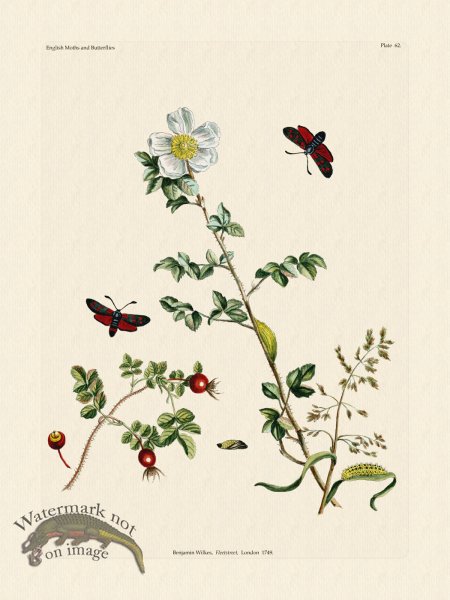 (image for) Wilkes Butterflies 062