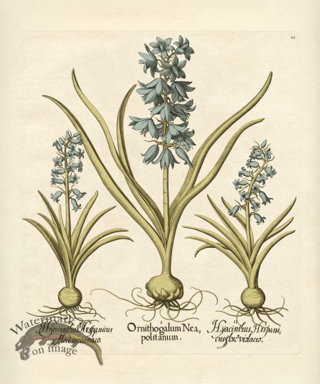 (image for) Besler Botanical 044 BG