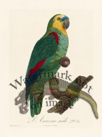 Barraband Parrot 084