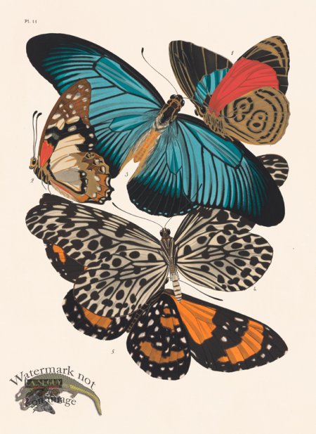 (image for) Seguy Butterfly 11