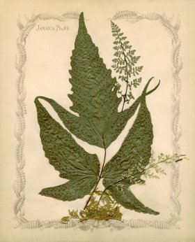 Jamaican Fern 04