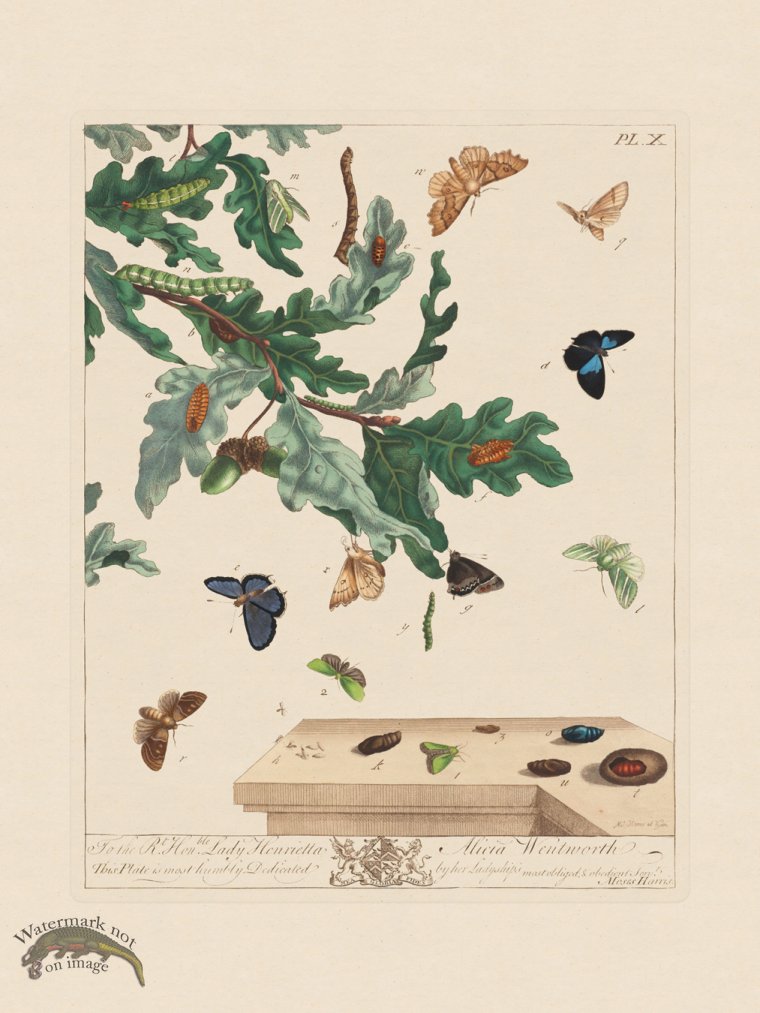 (image for) Moses Harris Insects 10