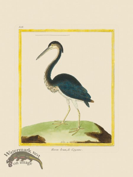 (image for) Martinet Bird 858